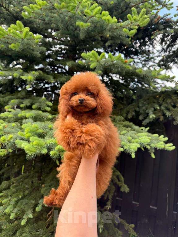 Собаки в Санкт-Петербурге: Той пудель тикап Пабло  Мальчик, 250 000 руб. - фото 2