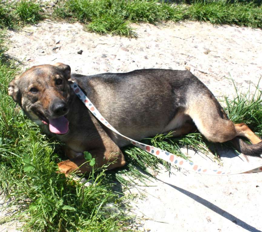 Собаки в Москве: Ласковая, добрая, жизнерадостная, умненькая собака Стеша ищет дом и семью  Девочка, Бесплатно - фото 4