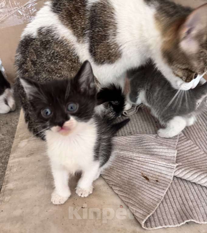 Кошки в Ростове-на-Дону: Котята живут на улице, ищут добрые руки Разнополые, Бесплатно - фото 5