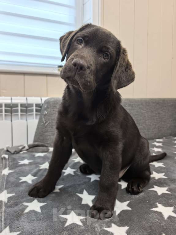 Собаки в других городах Московской области: Чудесная девочка Лабрадора Девочка, 80 000 руб. - фото 1