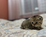 Кошки в Воронеже: Шотландская золотая шиншилла Девочка, 20 000 руб. - фото 2