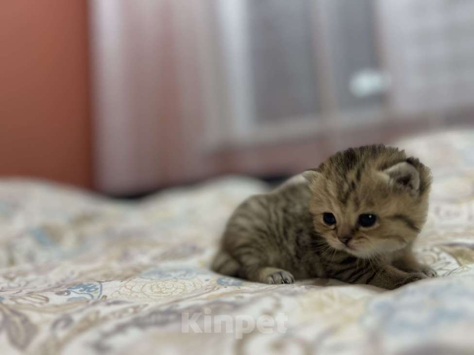 Кошки в Воронеже: Шотландская золотая шиншилла Девочка, 20 000 руб. - фото 2