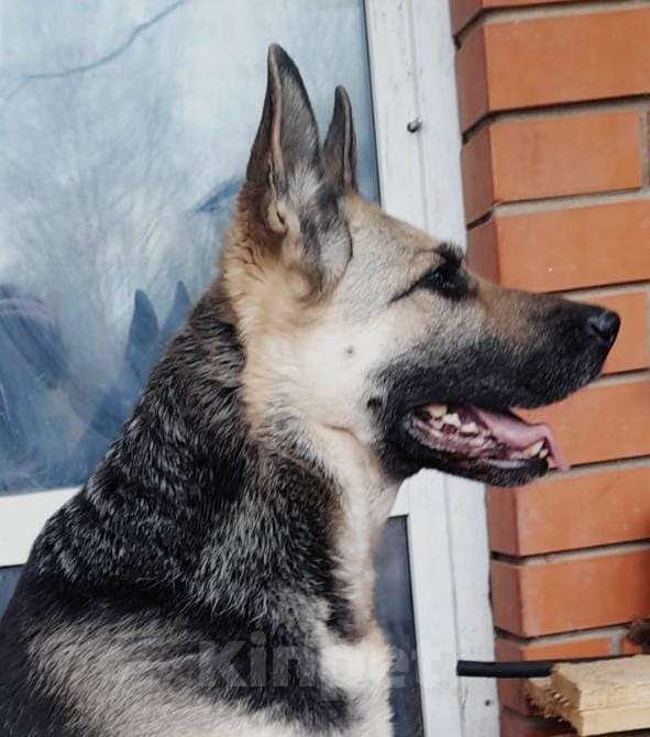 Собаки в Балашихе: Щенки ВЕО Девочка, 40 000 руб. - фото 7