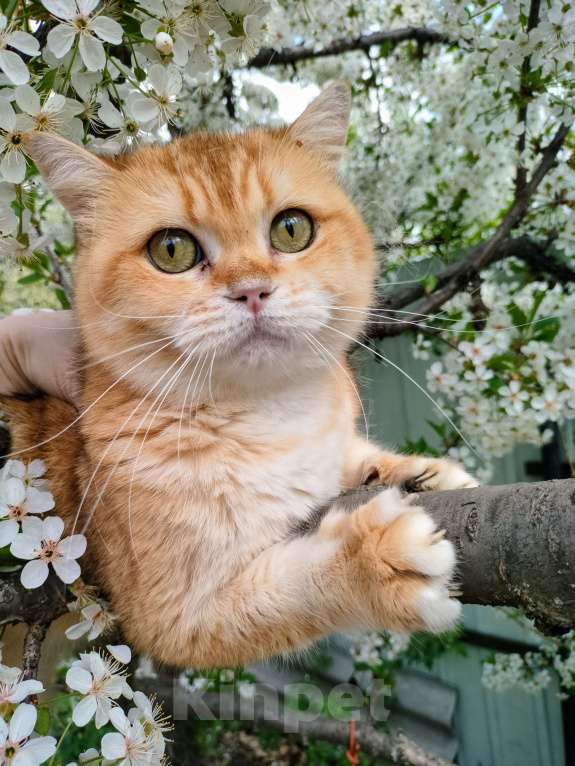 Кошки в Воронеже: Золотая шиншилла кошка Девочка, 10 000 руб. - фото 5