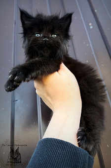 Котик черный солид
