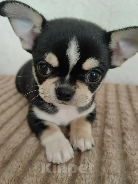 Собаки в Краснодаре: Чихуахуа Мальчик, 35 000 руб. - фото 5