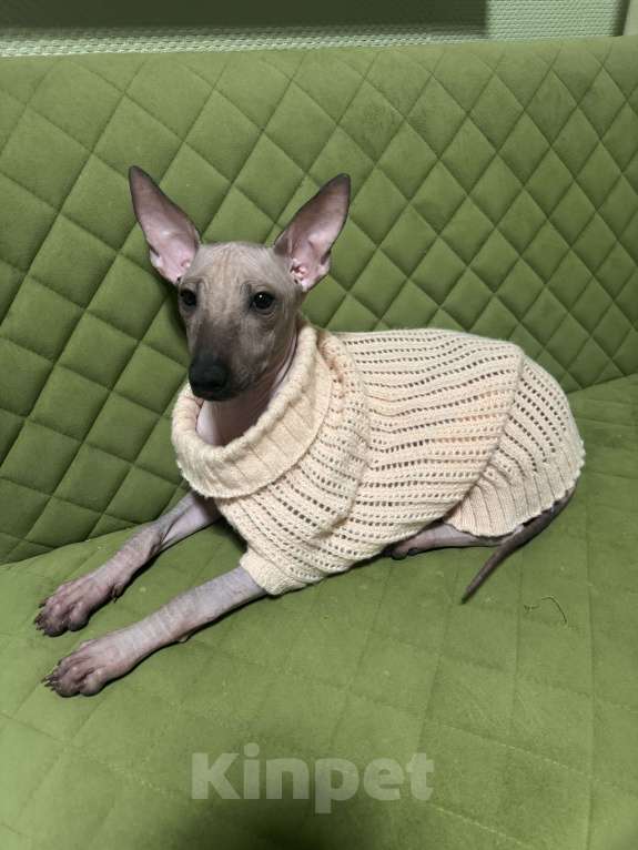 Собаки в Москве: Щенок Девочка, 50 000 руб. - фото 4