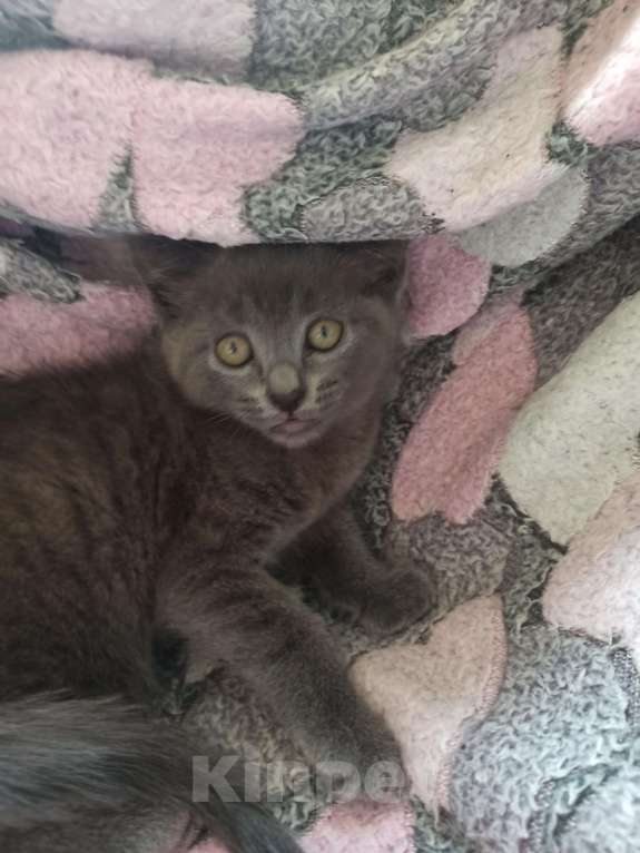 Кошки в Пятигорске: Котята в добрые руки Мальчик, Бесплатно - фото 4