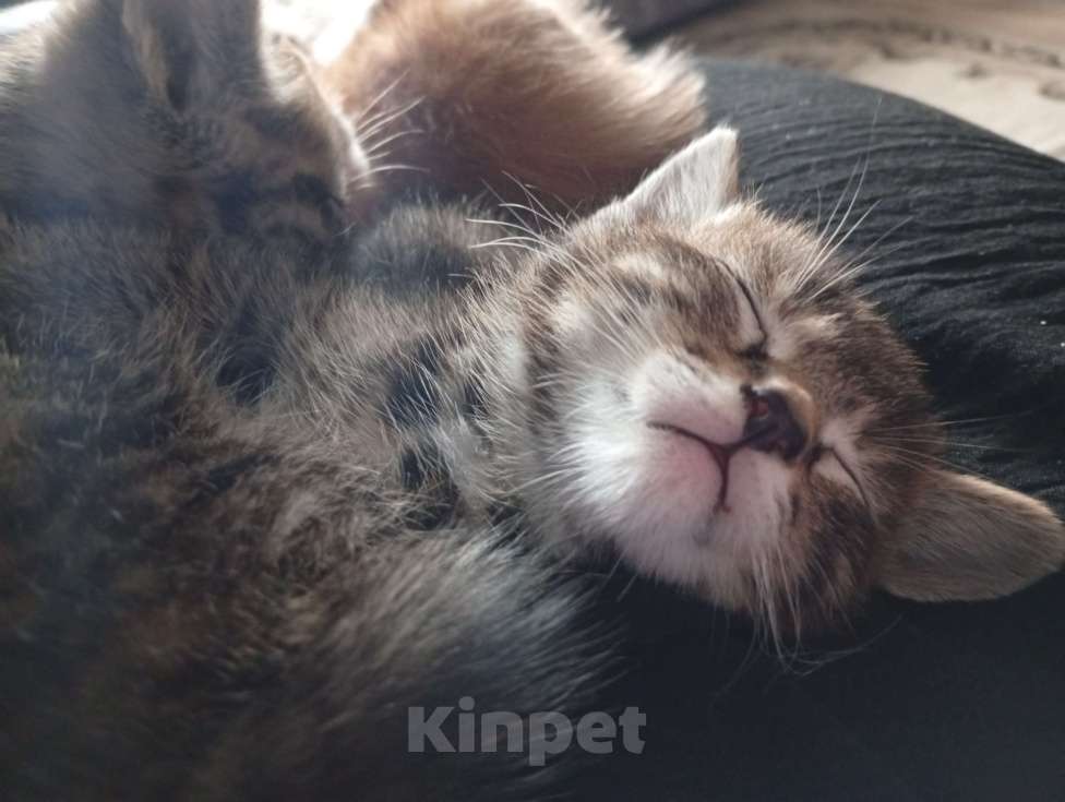 Кошки в Чите: Отдам котят в добрые руки Девочка, Бесплатно - фото 4