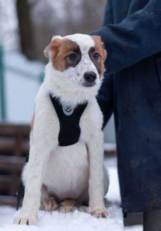 Собаки в Ногинске: Малышка Анни ждет свою семью в приюте Девочка, Бесплатно - фото 6
