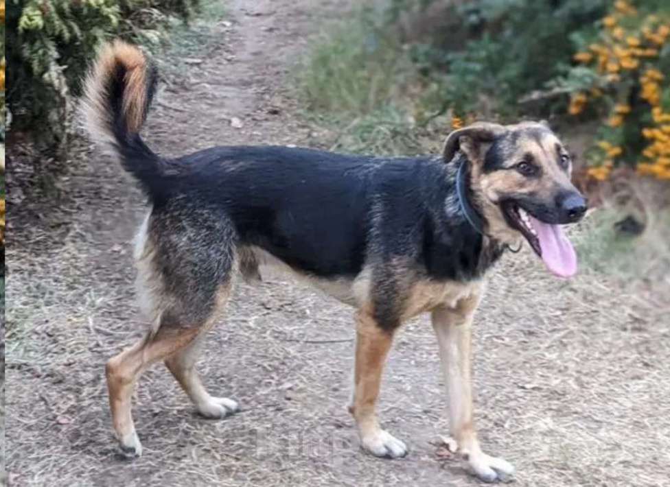 Собаки в Санкт-Петербурге: Хулиган Мальчик, 77 руб. - фото 4