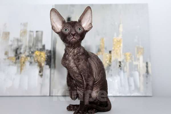 Кошки в Москве: котята из питомника Корнелита Мальчик, 80 000 руб. - фото 2