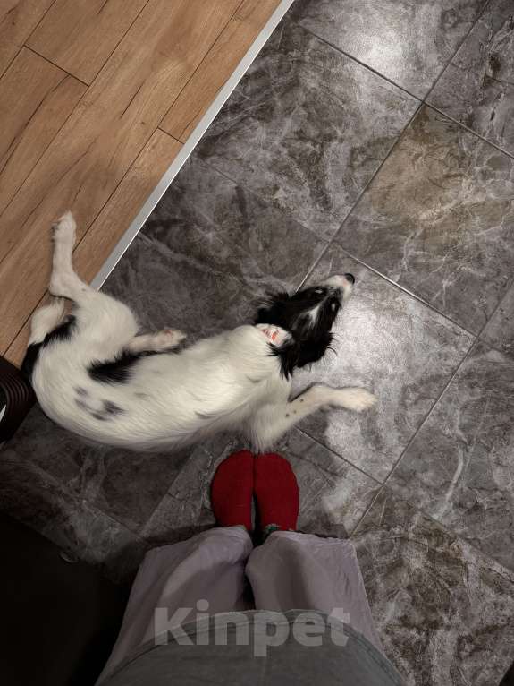 Собаки в Красногорске: В добрые руки щенок Девочка, Бесплатно - фото 4