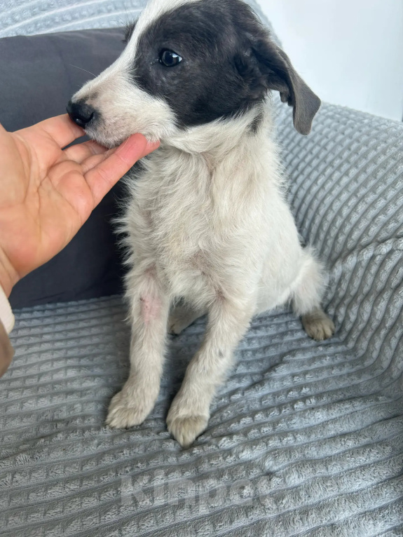 Собаки в Москве: Щенок-девочка в добрые руки! Девочка, Бесплатно - фото 7