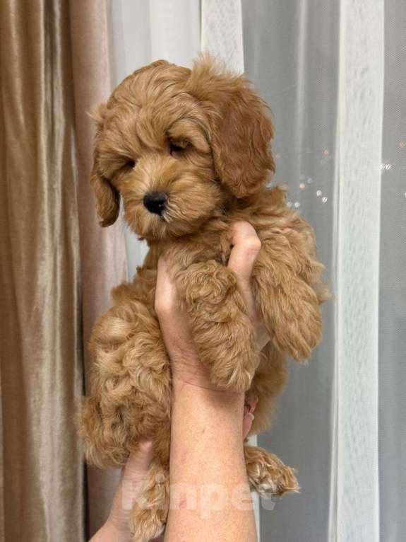 Собаки в Москве: Щенок мальтипу Мальчик, 60 000 руб. - фото 4