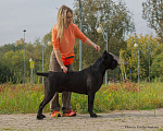 Собаки в других городах Московской области: Щенки Итальянского Кане Корсо! Девочка, 120 000 руб. - фото 8