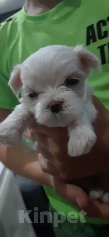 Собаки в Волжском: Мальтийская болонка мини  Девочка, 40 руб. - фото 2