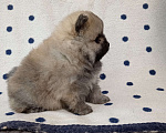 Собаки в Краснодаре: Мальчик померанского шпица  Мальчик, 35 000 руб. - фото 4