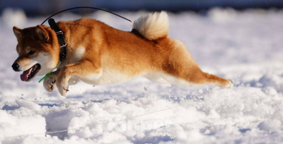 Собаки в Санкт-Петербурге: Сиба-ину вязка кобель  Мальчик, 30 000 руб. - фото 4