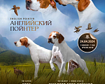Собаки в Великом Новгороде: щенки английского пойнтера Мальчик, Бесплатно - фото 2