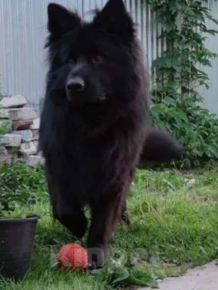 Собаки в Москве: Девочка немка, черного окраса, активна, добра шустра Девочка, 25 000 руб. - фото 4