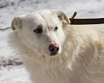 Собаки в Москве: Белка Девочка, Бесплатно - фото 1