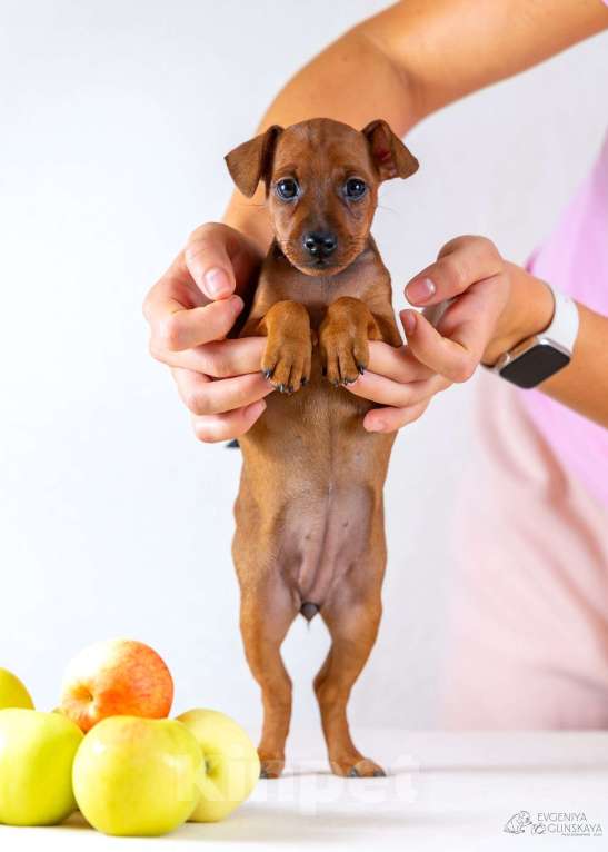 Собаки в Архангельске: Щенок цвергпинчера Девочка, 50 000 руб. - фото 5