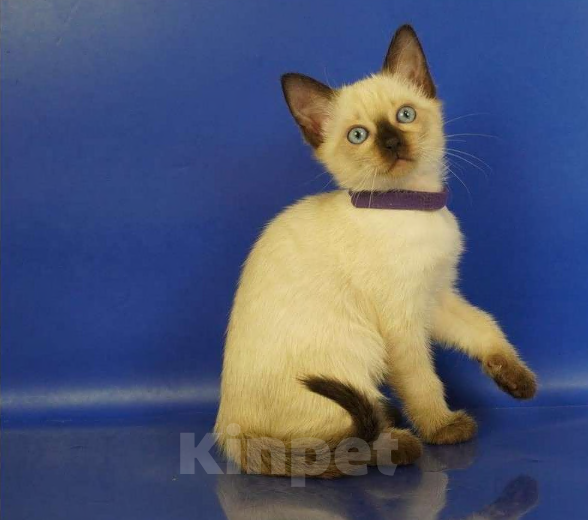 Кошки в Москве: Lyon Gamlet Мальчик, 60 000 руб. - фото 1