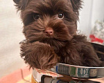 Собаки в Москве: Мальчик шоколадного Йорка Мальчик, 85 000 руб. - фото 1