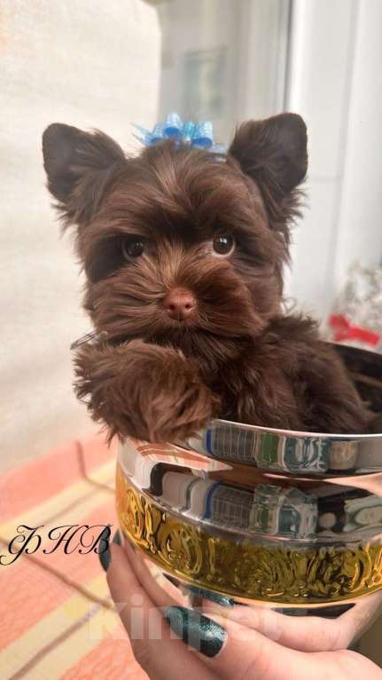Собаки в Москве: Мальчик шоколадного Йорка Мальчик, 85 000 руб. - фото 1