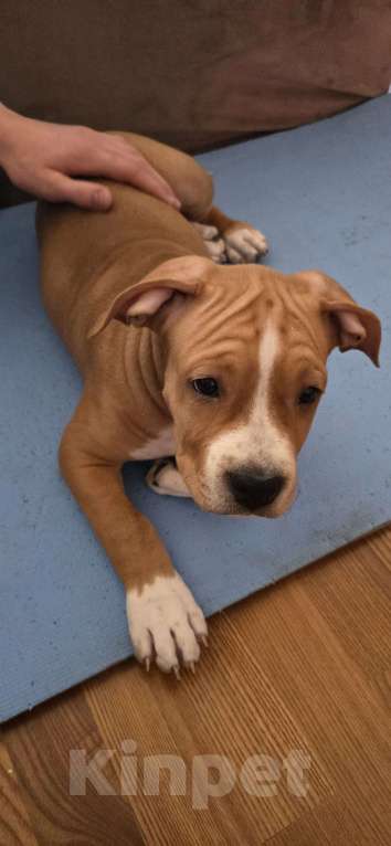 Собаки в других городах Московской области: Клубный щенок амстаффа Мальчик, 40 000 руб. - фото 2