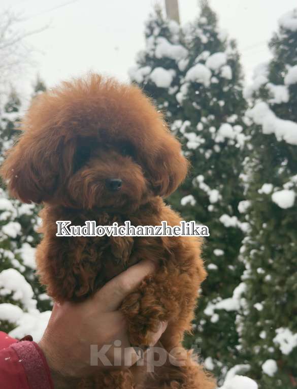 Собаки в Геленджике: Той пудель Девочка, 210 000 руб. - фото 4