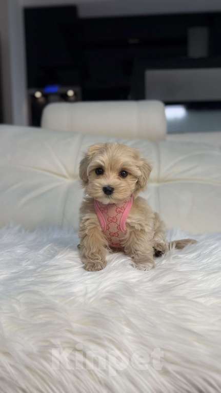 Собаки в Москве: Малышка мальтипу мини  Девочка, 165 000 руб. - фото 2