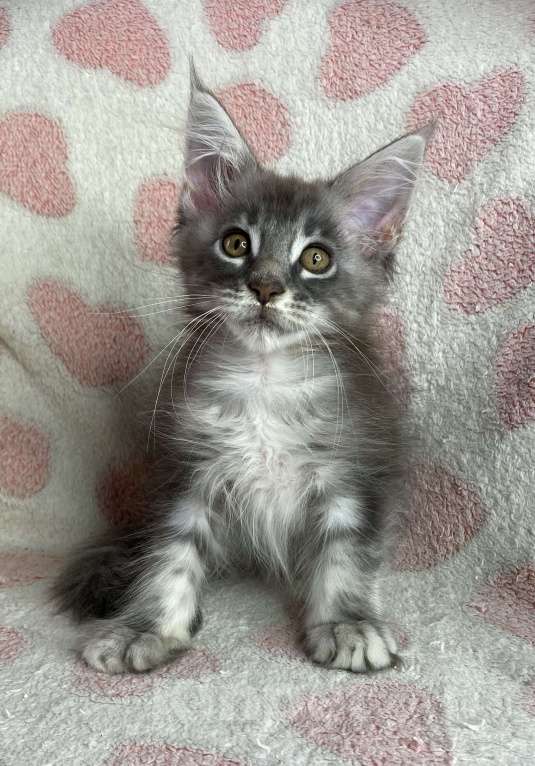 Кошки в Дмитрове: Голубая серебристая мраморная девочка мейн кун Candi Девочка, 15 000 руб. - фото 4
