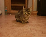 Кошки в Москве: Нашёл кошку Девочка, Бесплатно - фото 1