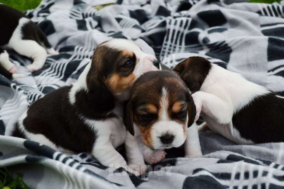 Собаки в Балашихе: Дана Девочка, 30 000 руб. - фото 5