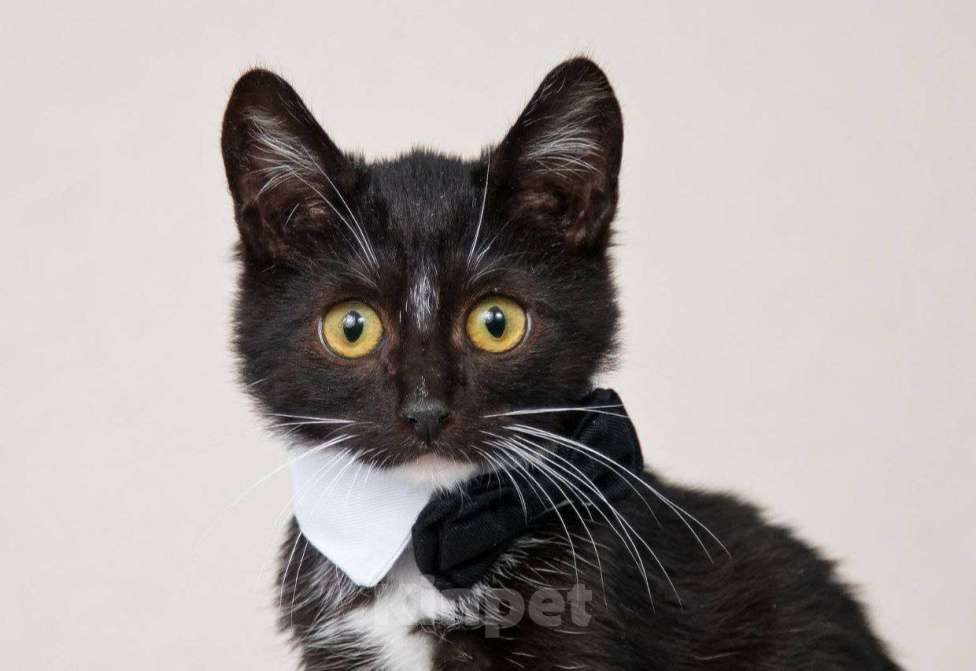 Кошки в Москве: Шустрый котенок Бантик хочет стать домашним Мальчик, Бесплатно - фото 3