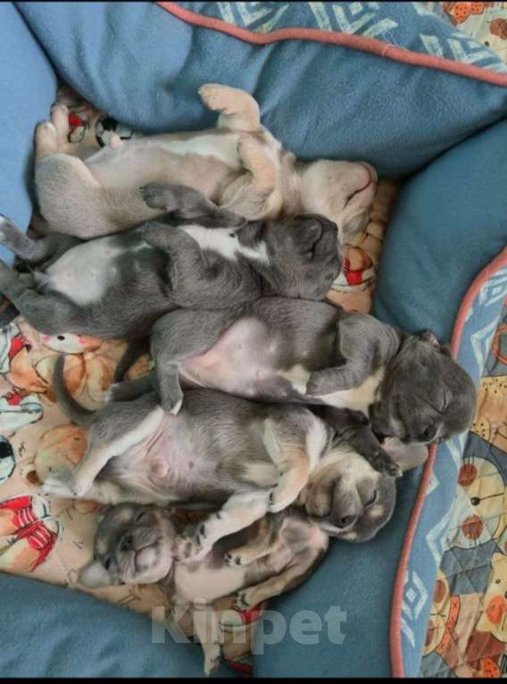 Собаки в Москве: 🐕 Кобель чихуахуа (стандарт) для племенного использования – бело-голубой, РКФ Мальчик, 10 000 руб. - фото 9
