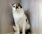 Кошки в Москве: Кошечка Марфуша ищет дом! Девочка, Бесплатно - фото 3