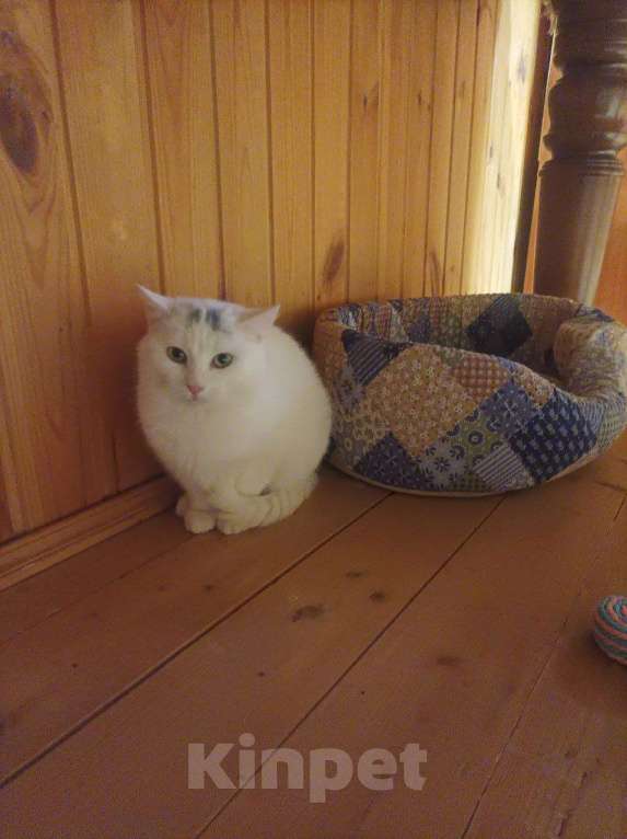 Кошки в Москве: Отдаю котика бесплатно Мальчик, Бесплатно - фото 3