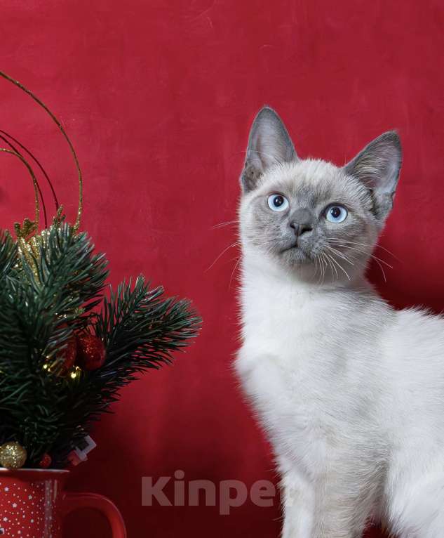 Кошки в Москве: Красивая голубоглазая f1 девон рекс Девочка, 25 000 руб. - фото 1