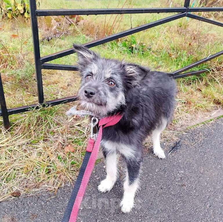 Собаки в Санкт-Петербурге: Маленькая собачка-домовёнок Девочка, Бесплатно - фото 3