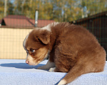 Собаки в Ногинске: Миниатюрная девочка с хвостиком Девочка, 55 000 руб. - фото 2
