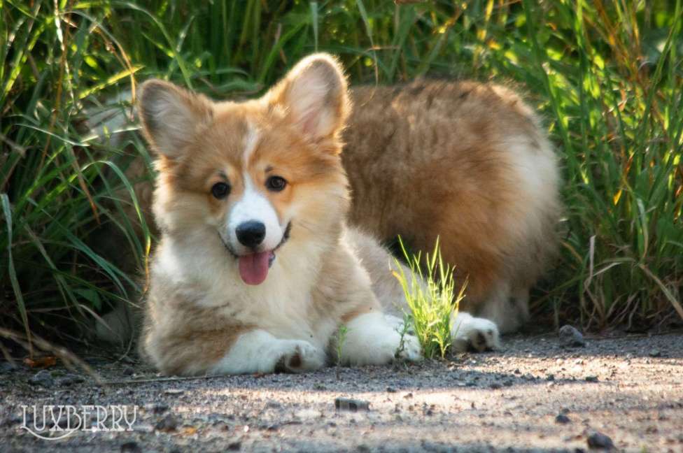 Собаки в Санкт-Петербурге: Вельш корги пемброк Мальчик, Бесплатно - фото 3