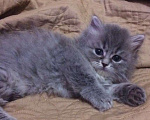 Кошки в Ковровом: Продаю котят персов. Мальчик, 3 000 руб. - фото 2