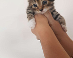 Кошки в Сафоново: Отдам котят в добрые руки Девочка, Бесплатно - фото 6
