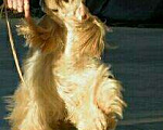 Собаки в Москве: Американский кокер спаниель вязка, 1 руб. - фото 2