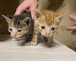 Кошки в Ардоне: Котята, Бесплатно - фото 5