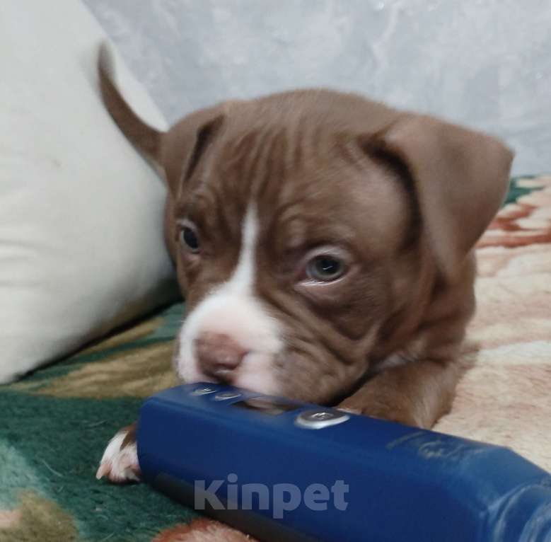 Собаки в других городах Ростовской области: Американский булли  Мальчик, 80 000 руб. - фото 1