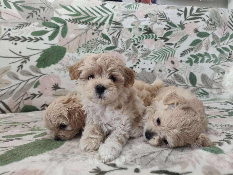 Собаки в Королеве: Веселуха Девочка, Бесплатно - фото 3